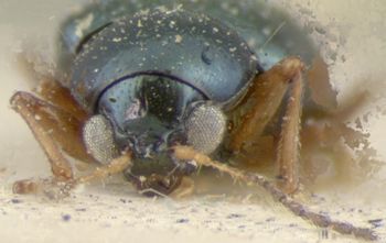 Media type: image; Entomology 9804   Aspect: head frontal view